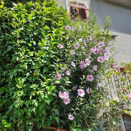Canegreca Villa Mattarana